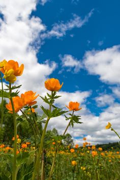 some yellow flowers are in the middle of a field with blue sky and clouds behind them