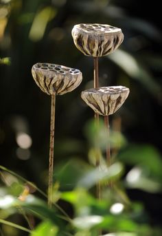 three flowers that are sitting in the grass