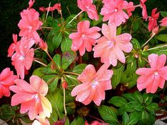 pink flowers with green leaves and water droplets on them