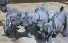 three puppies standing next to each other