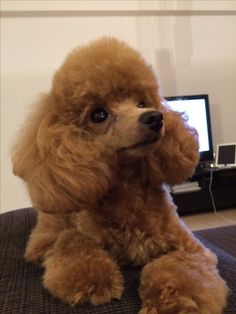 a brown poodle sitting in front of a computer monitor