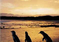 three penguins walking on the beach at sunset