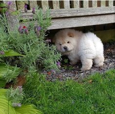 a small white dog standing next to a wooden bench