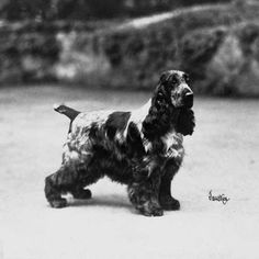 an old black and white photo of a dog