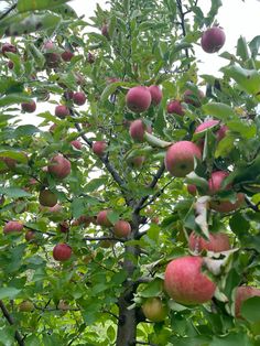 an apple tree filled with lots of ripe apples