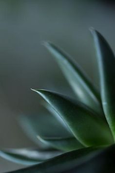 a close up view of a green plant