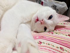 a white cat laying on top of a bed