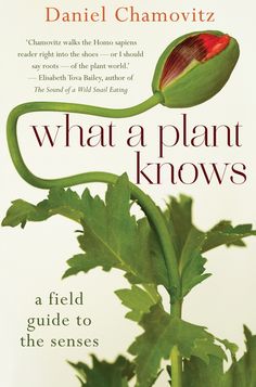 the cover of what a plant knows