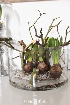 a clear glass vase filled with green plants and dirt on top of a white table