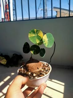 a person holding up a small potted plant with leaves on it's top