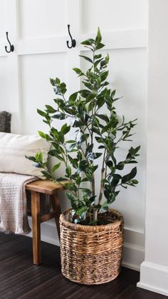 a potted plant sitting on top of a wooden table next to a wall mounted coat rack