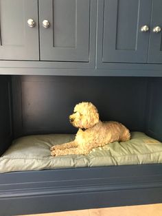 a dog laying on top of a cushion under a cabinet