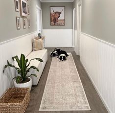 two black and white dogs are laying on the floor in front of a long rug