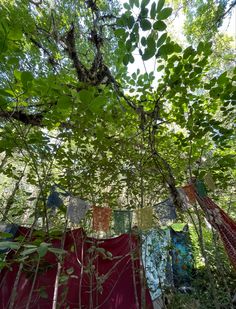 several colorful cloths hanging from trees in the woods