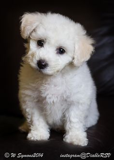 a small white dog sitting on top of a black couch next to a wall and looking at the camera