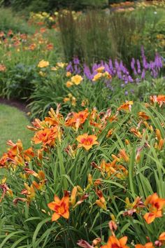 an assortment of colorful flowers in a garden