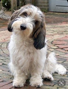 a brown and white dog sitting on top of a brick walkway