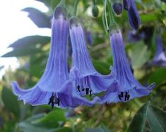 two purple flowers hanging from a tree