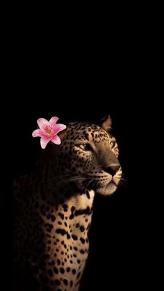 a leopard with a pink flower on its head is looking at the dark side of the image