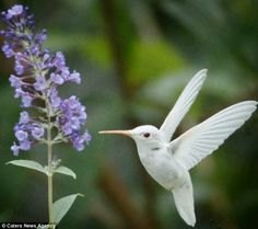 a white bird flying over a purple flower