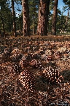 many pine cones are on the ground near some trees