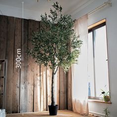 an olive tree in a black pot on the floor next to a wooden wall and window