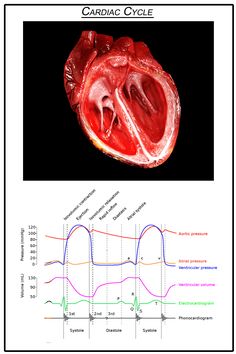 an image of the heart and its functions