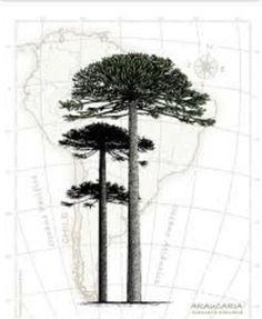 three pine trees on top of a map