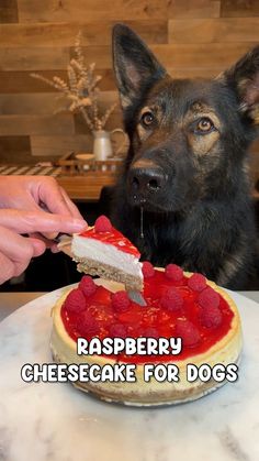 a dog sitting at a table with a pie on it's face and the caption reads raspberry cheesecake for dogs