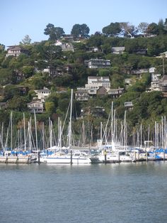 many sailboats are docked in the water near a hill with houses on it's side