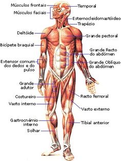 the muscles are labeled in this diagram