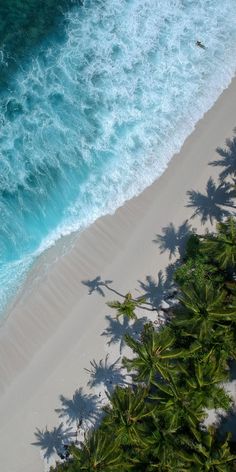 an aerial view of the beach and ocean with palm trees in the foreground, from above