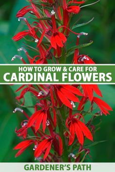 red flowers with text overlay how to grow and care for cardinalnal flowers garden's path