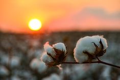 two cotton plants with the sun setting in the backgrouund behind them,