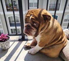 a brown and white dog sitting on top of a balcony next to a potted plant