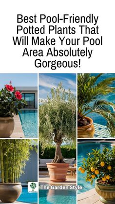 the best pool - friendly potted plants that will make your pool area absolutely gorgeous