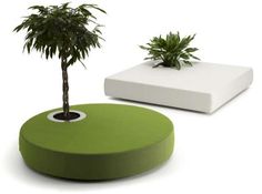 a green and white plant sitting on top of a round ottoman next to a potted palm tree