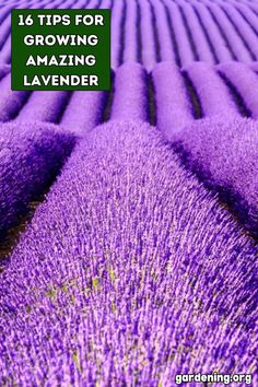 rows of lavender flowers with the words 16 tips for growing amazing lavender