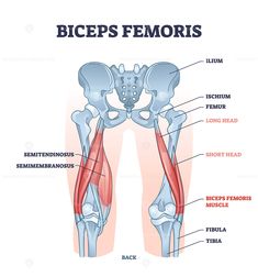 the muscles are labeled in this diagram, and there is also an image of them