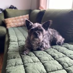 a small gray dog laying on top of a green couch