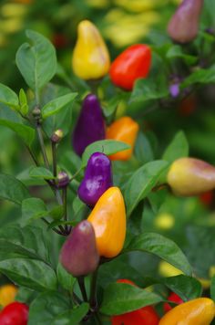 colorful peppers growing on top of green leaves