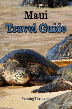 a turtle laying on the sand with text overlay reading,'complete guide to mau travel guide '