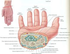 diagram of the human hand and wrist with labels