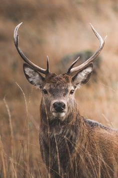 a deer with large antlers standing in tall grass