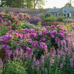 a garden filled with lots of purple flowers