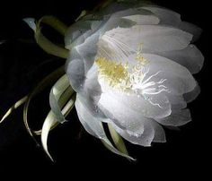 a large white flower with yellow stamens