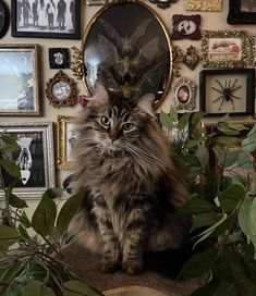 a cat sitting on top of a table next to a bunch of pictures and plants