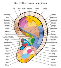 Akupressurpunkte am Ohr Ear Reflexology, Ear Massage, Hand Reflexology, Reflexology Chart, Diagram Chart, Foot Reflexology, Shiatsu Massage, Sciatic Nerve