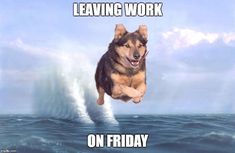 a dog that is jumping in the air on a surfboard with caption saying leaving work on friday