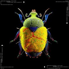 an insect with many colors on it's body and head, sitting in front of a black background